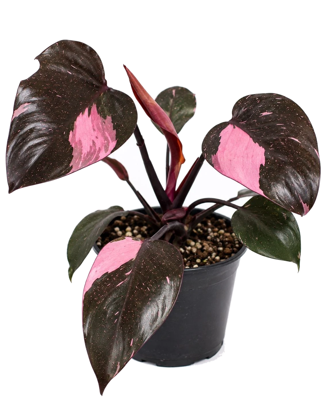 Pink Princess de KÜME