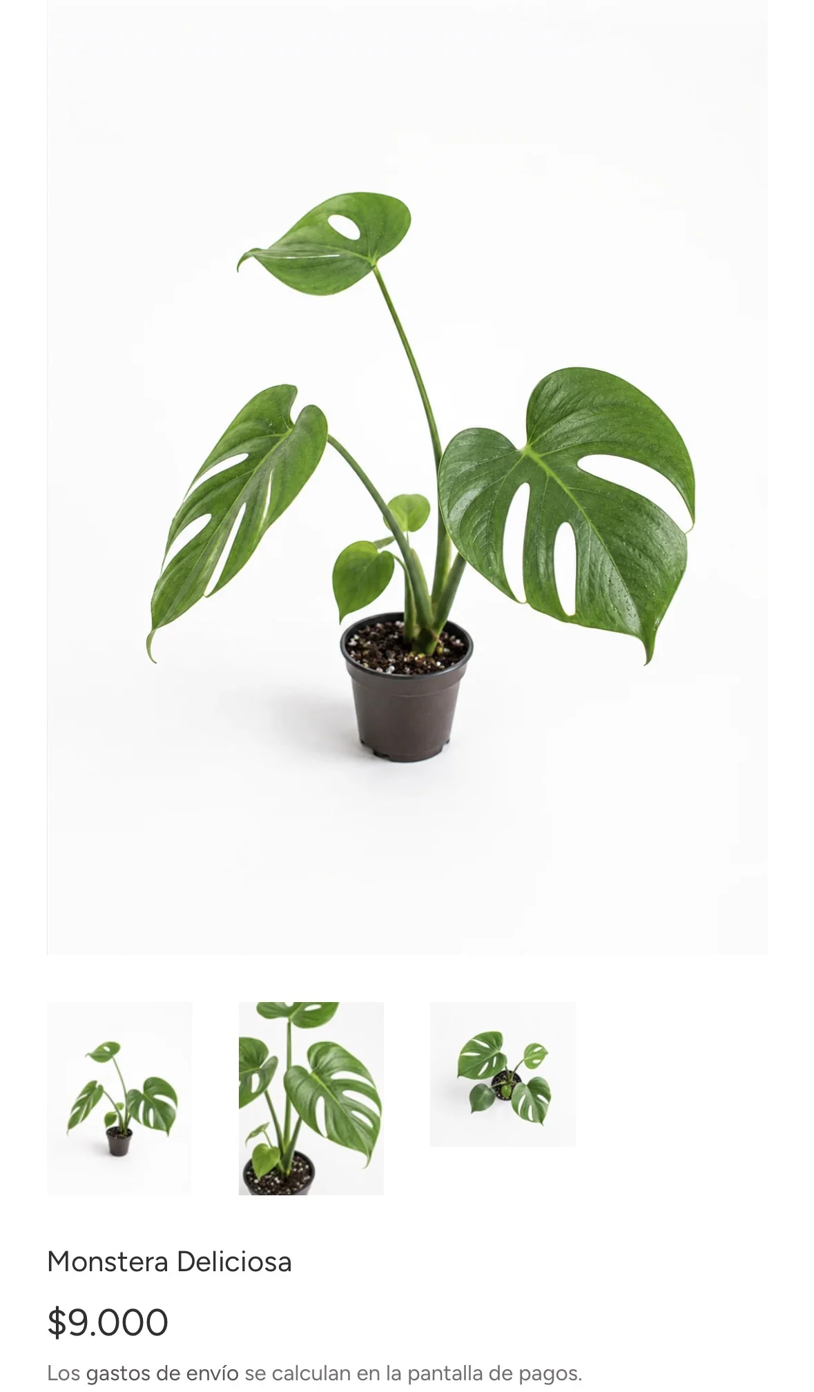 Monstera Deliciosa