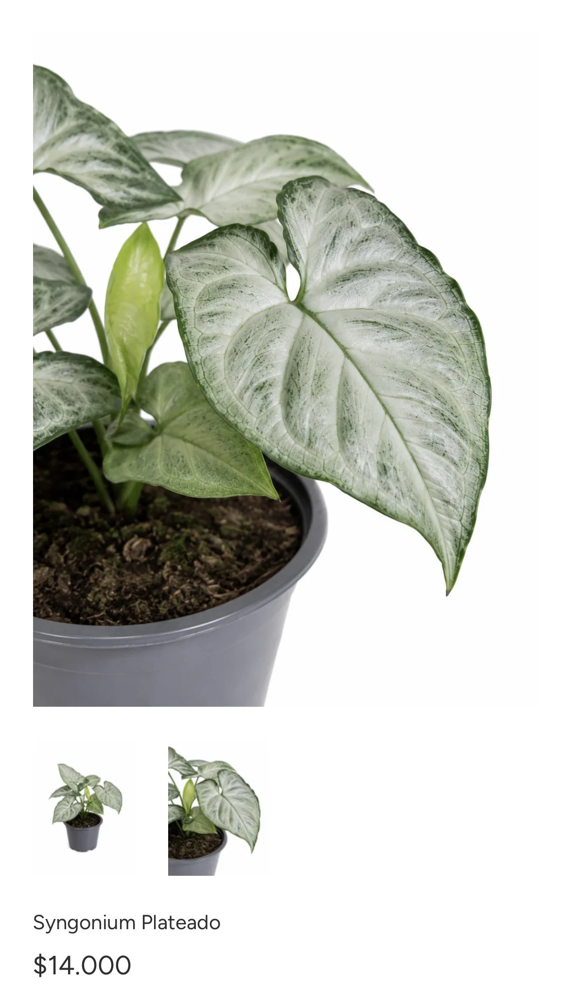 Syngonium Plateado