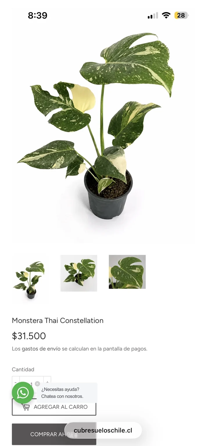 Monstera Thai Constellation