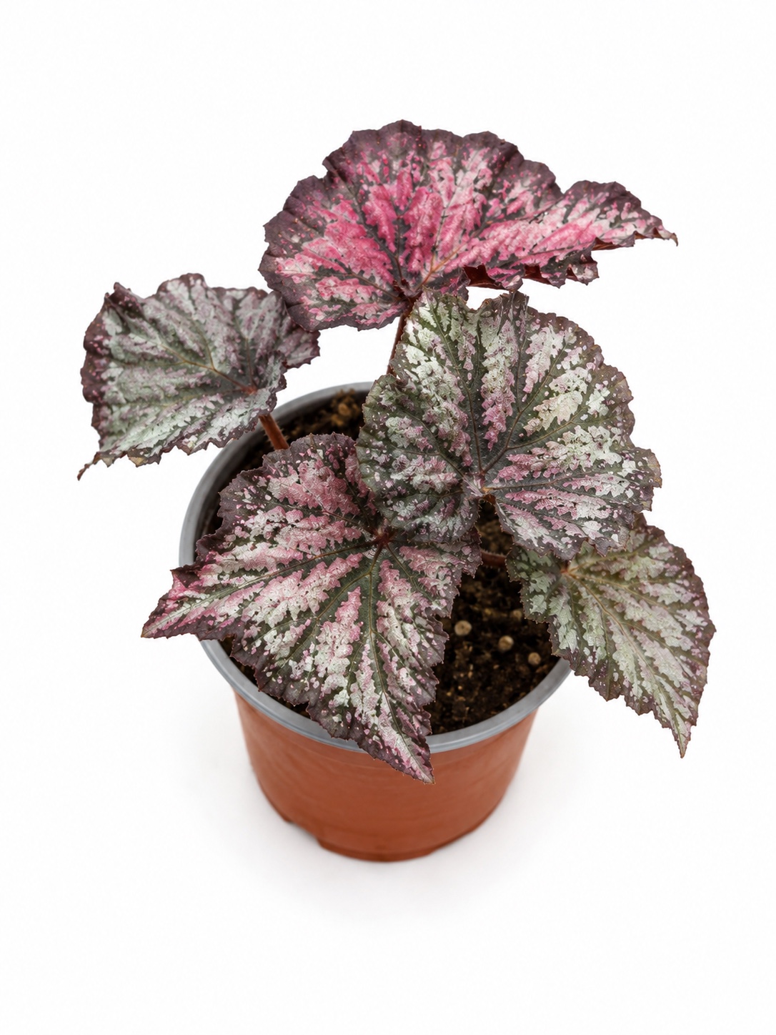Begonia Rex Pink Smoke