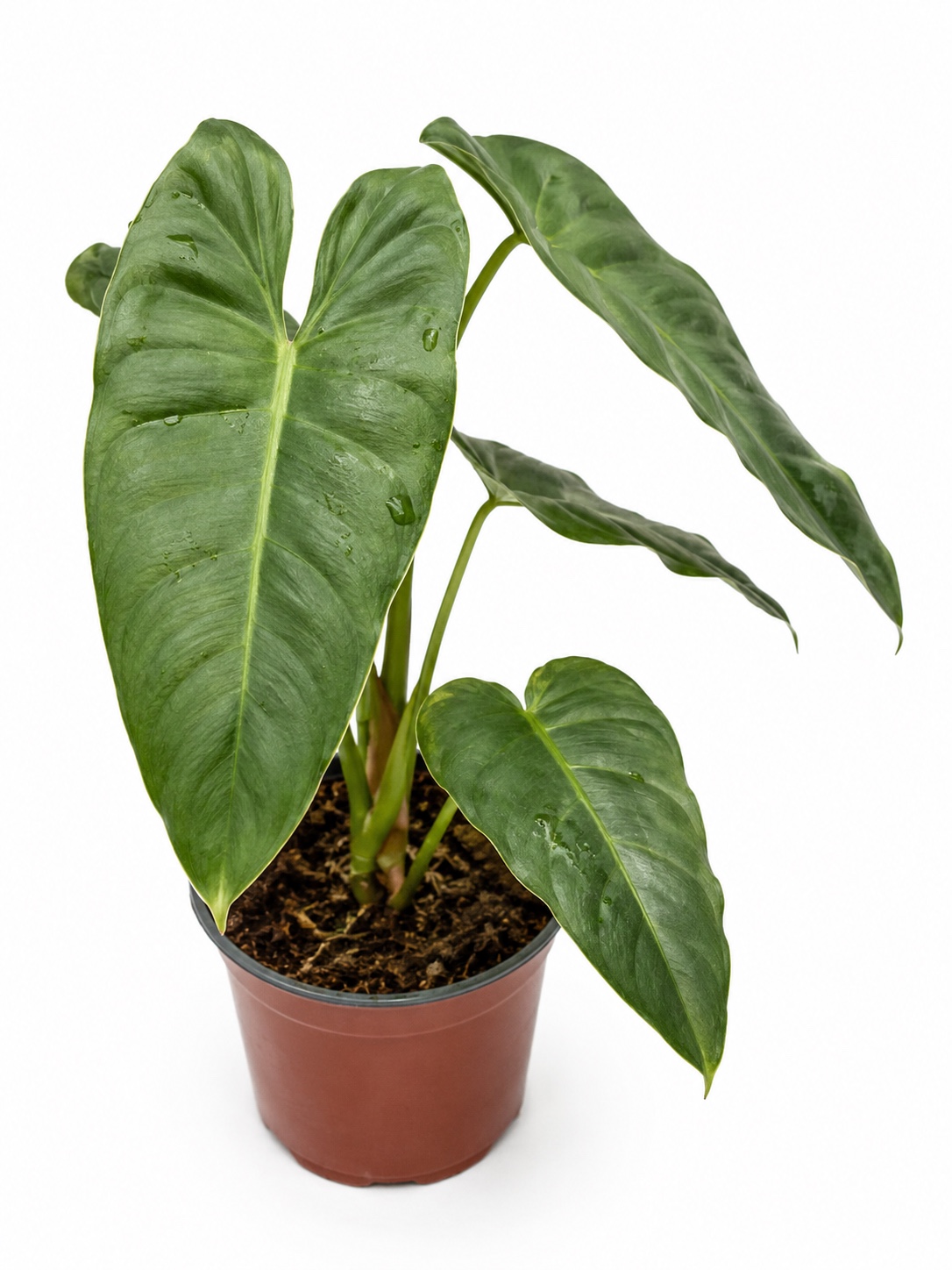 Philodendron Burle-Marxii