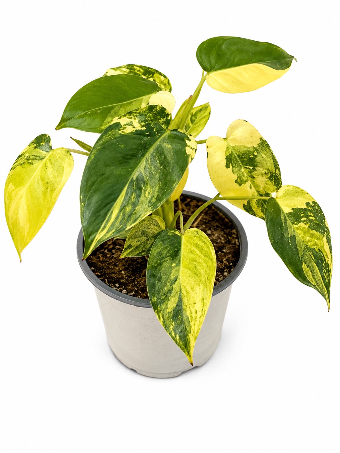 Burle-Marxii Variegado