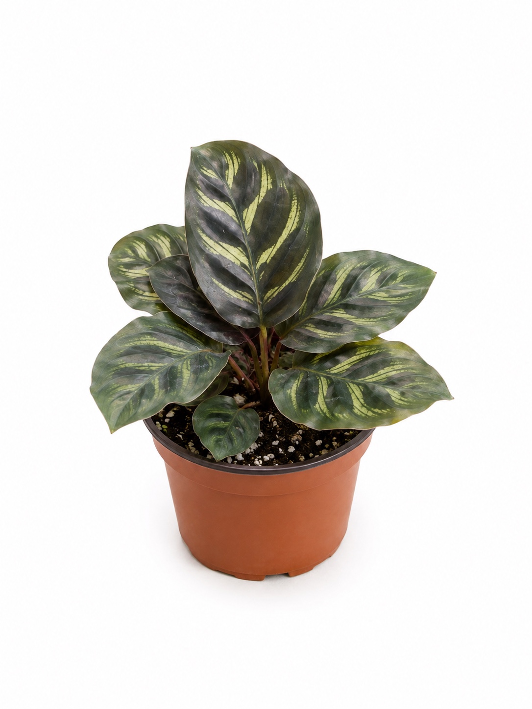 Calathea Makoyana con luz indirecta
