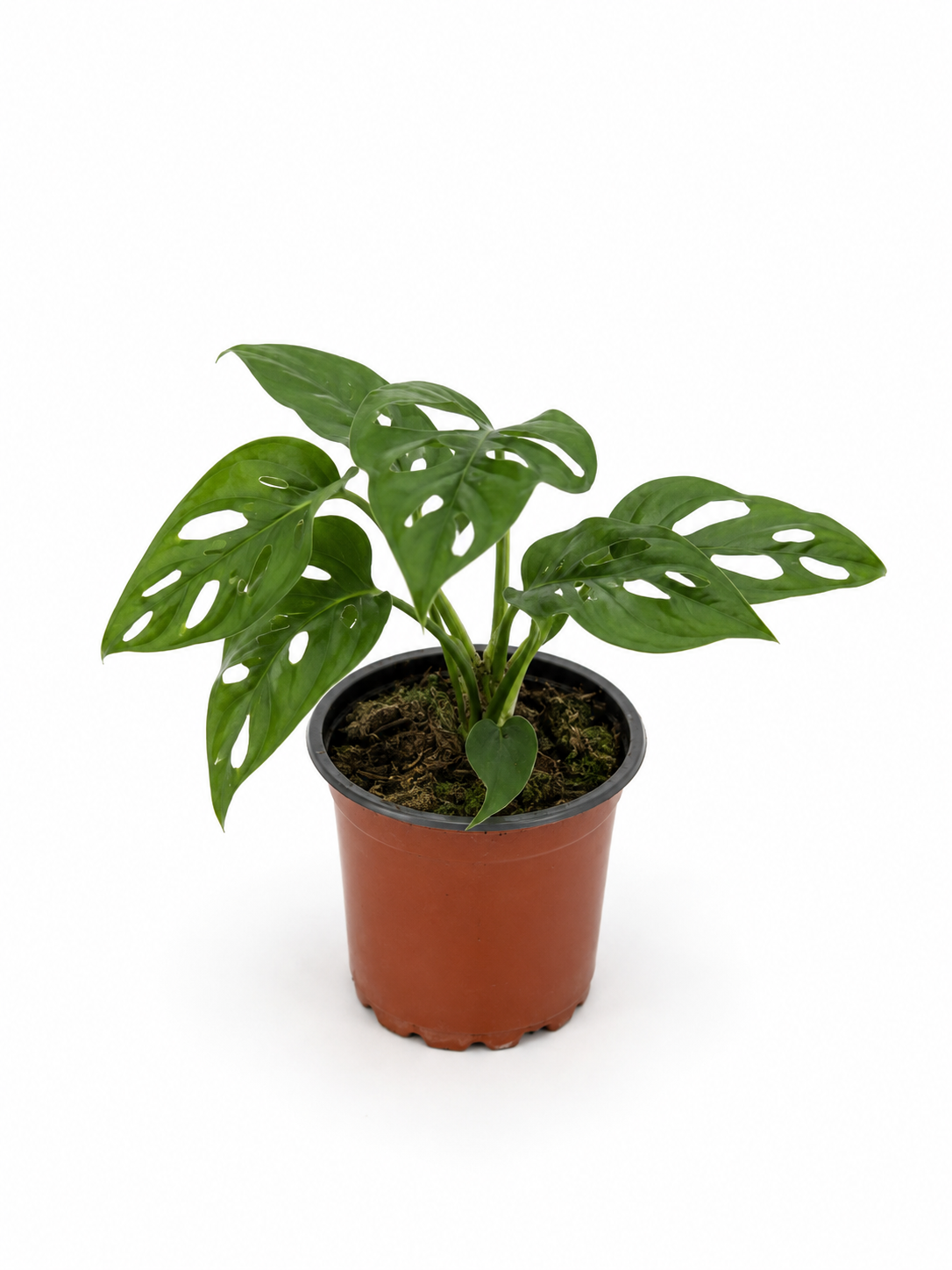 Monstera Adansonii