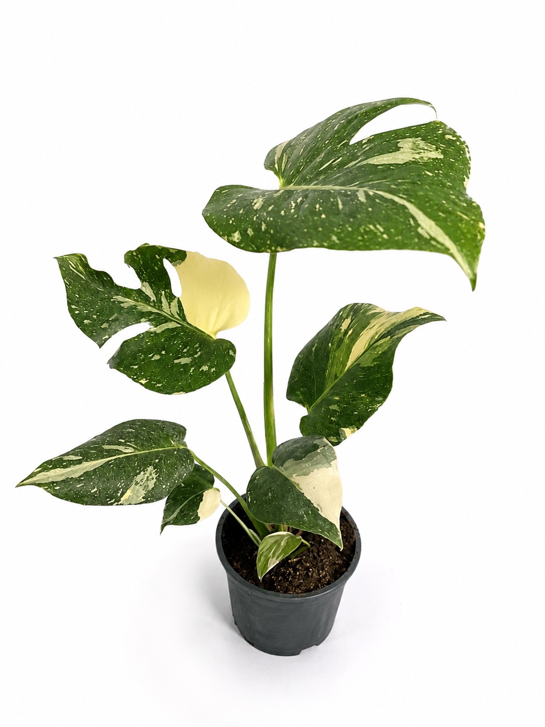 Monstera Thai Constellation