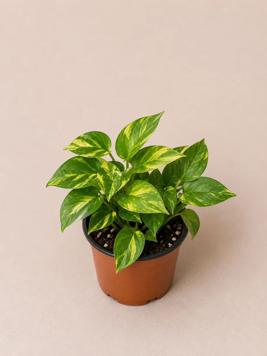 Pothos Golden