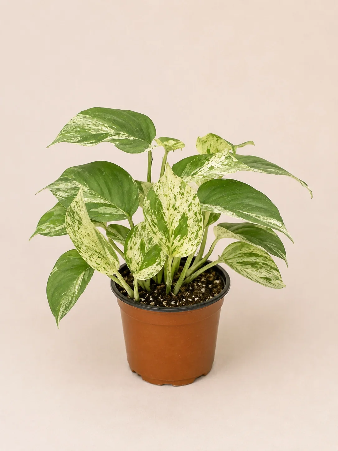Pothos Marble Queen