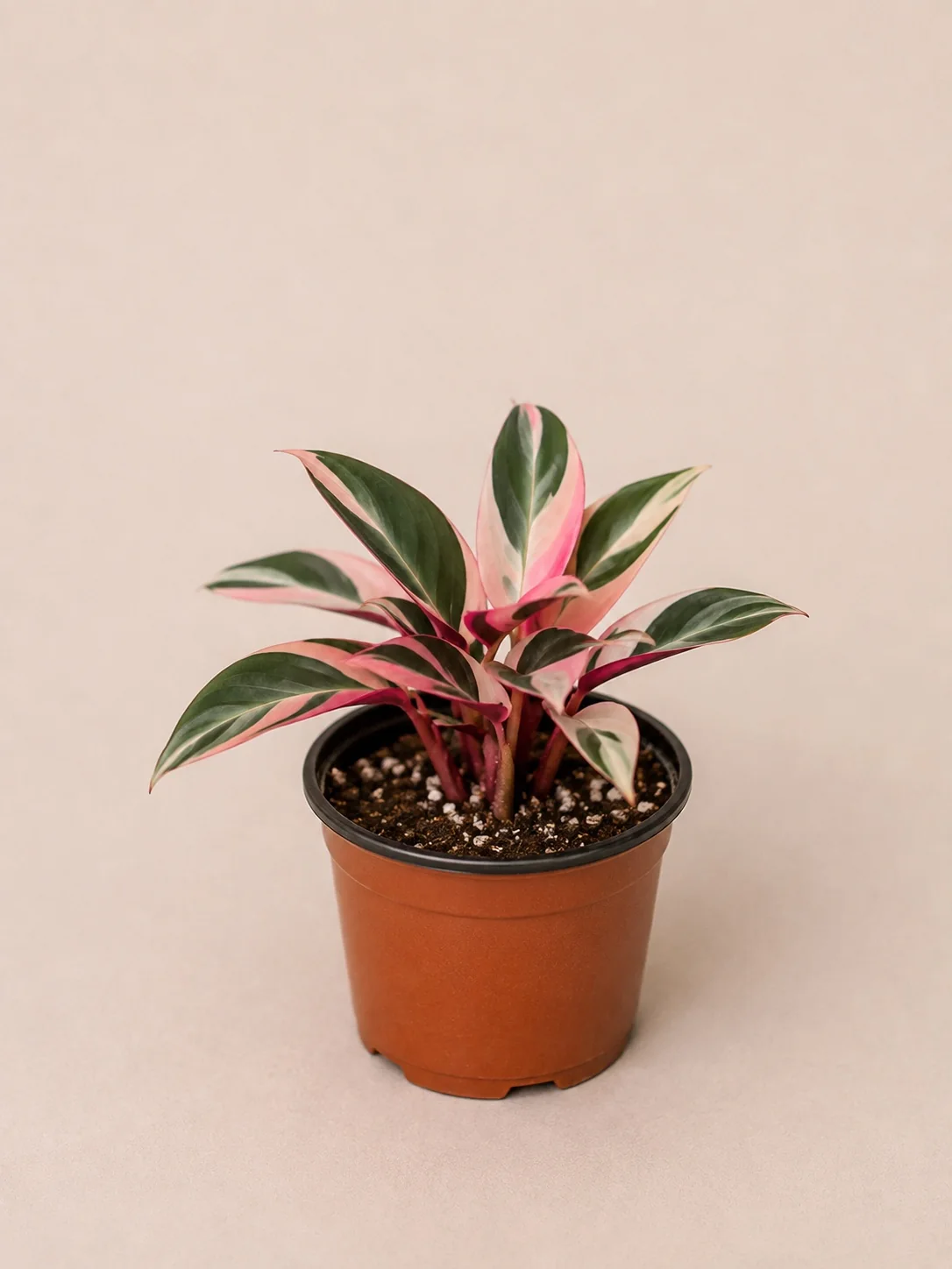 Stromanthe Triostar