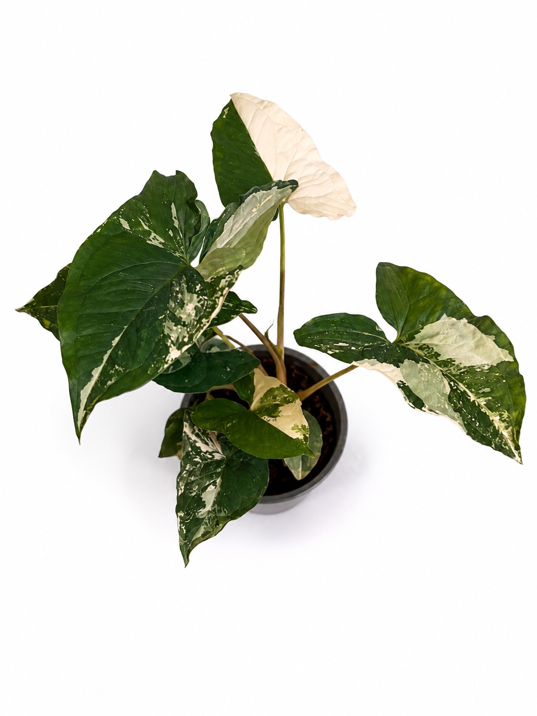 Syngonium Albo Variegado