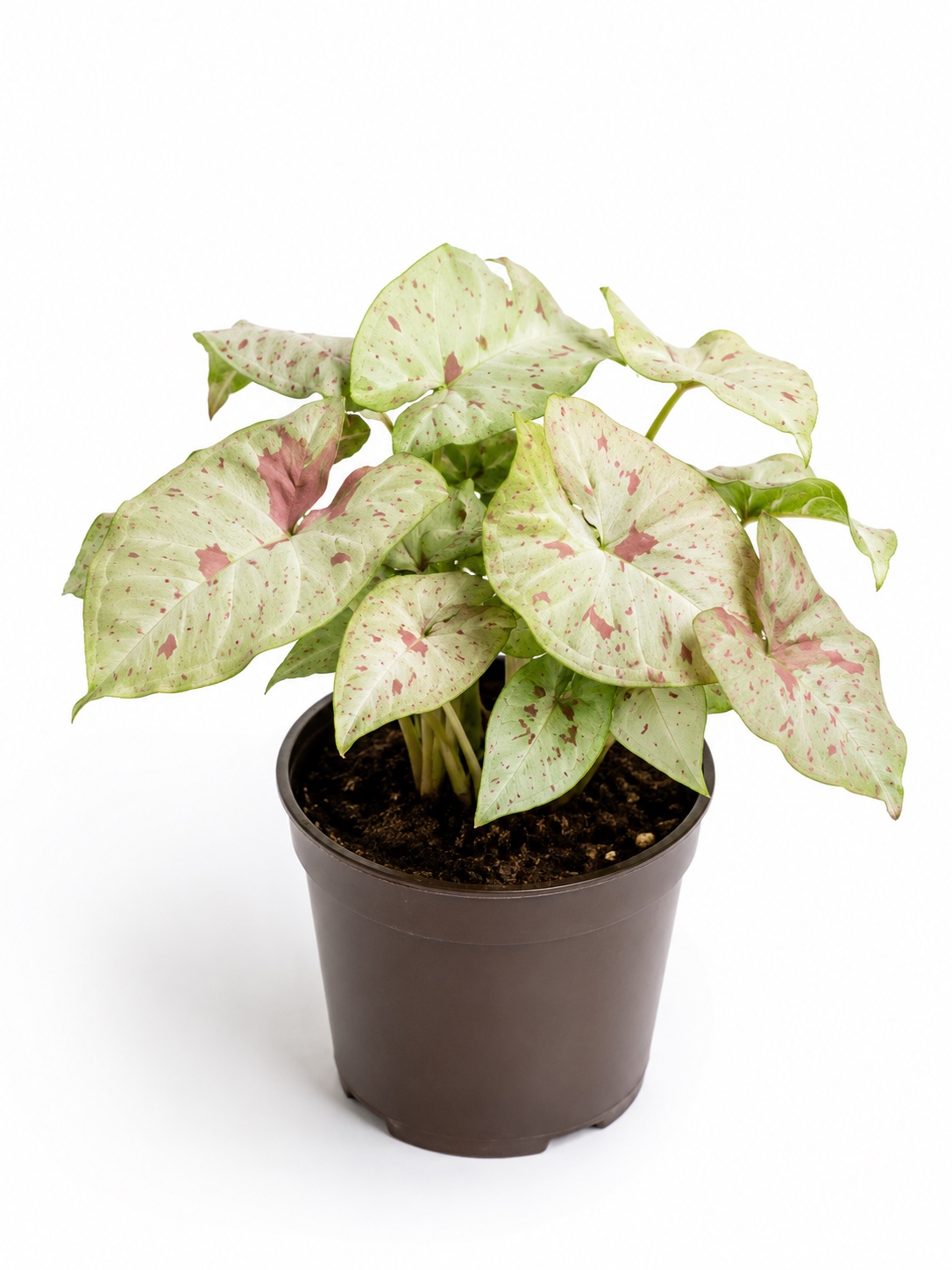 Syngonium Confetti