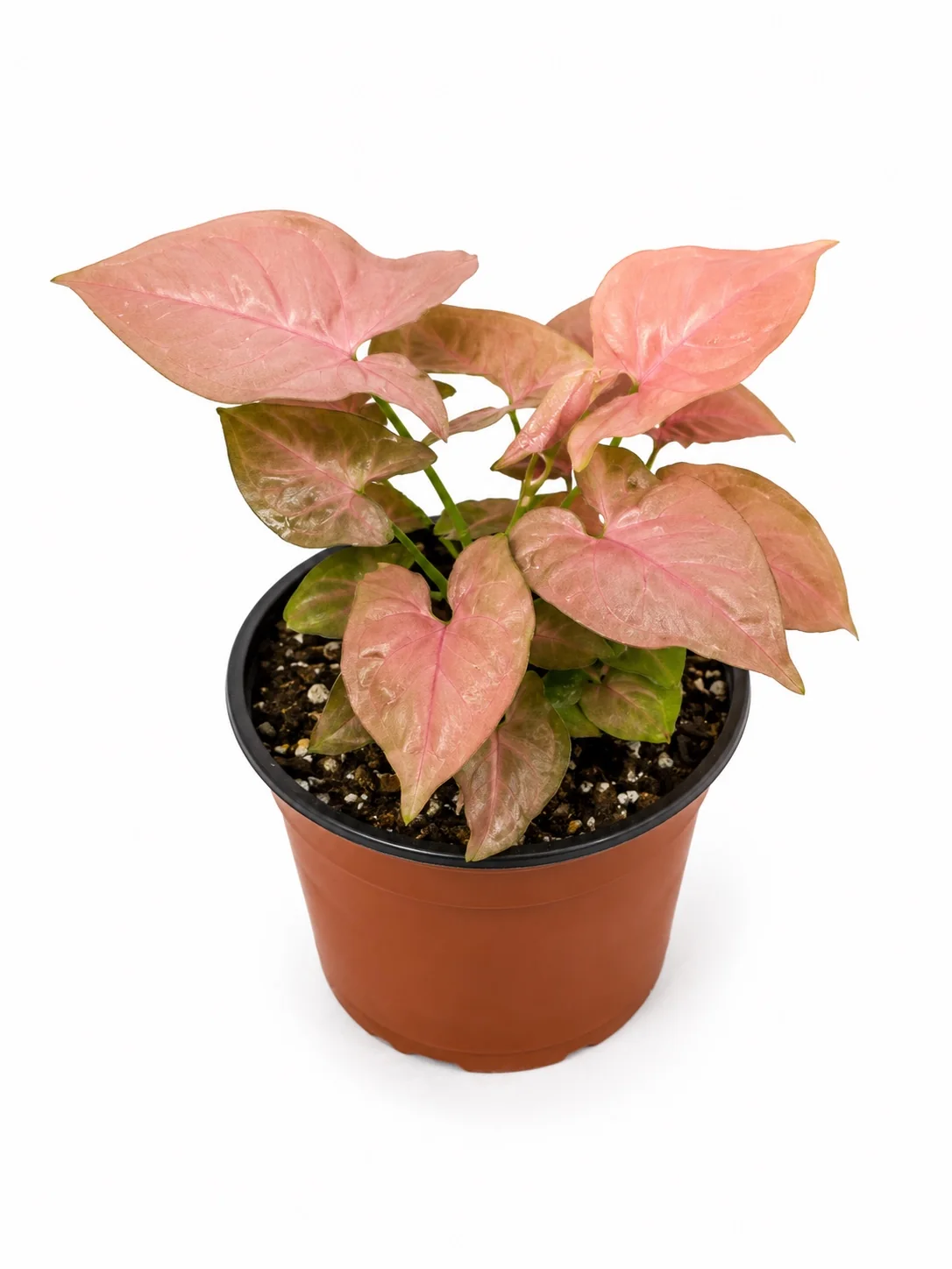 Syngonium Neon Robusta