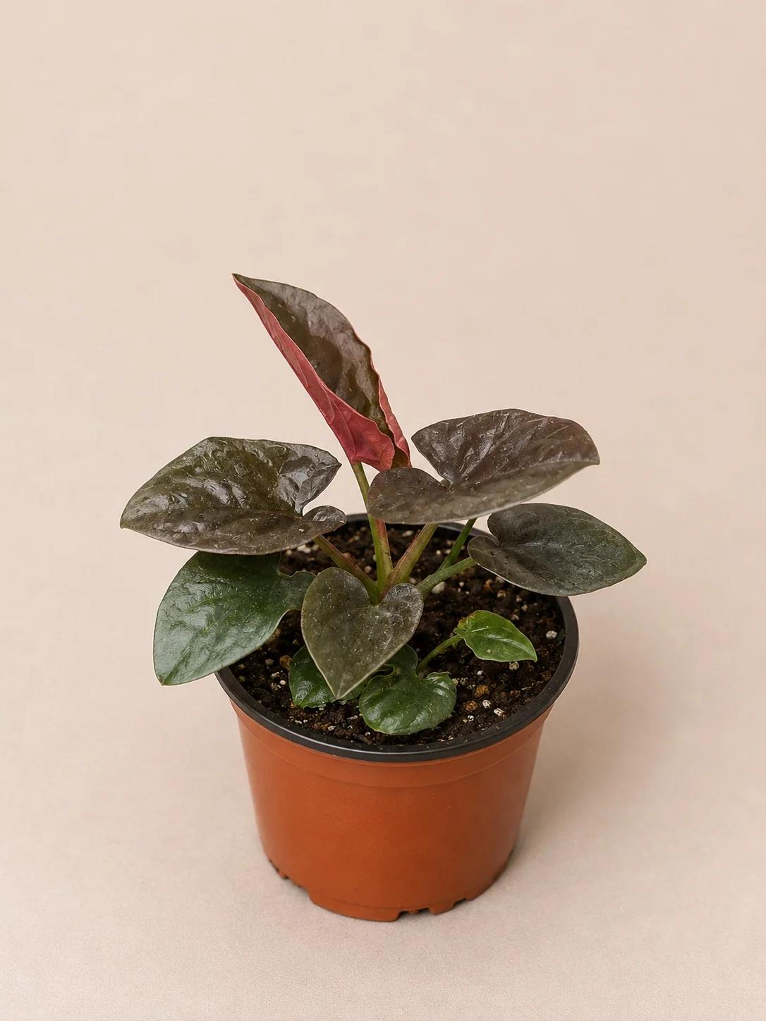 Syngonium Red Arrow